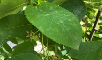 Amelanchier met echte meeldauw