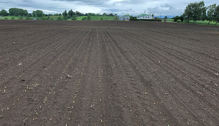 Beet seedlings, dairy farmers Bruce and Jacquie Tiddy, Matamata