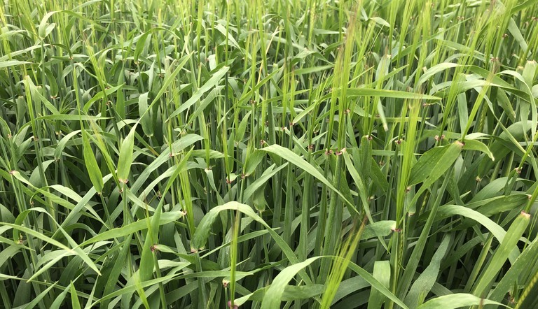 Barley Certsey