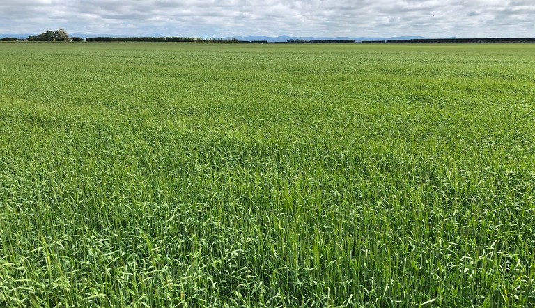 Barley Canterbury