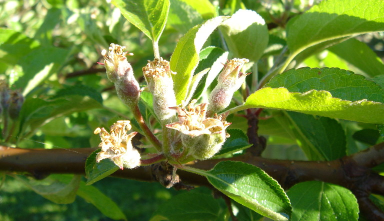 Fruitlets