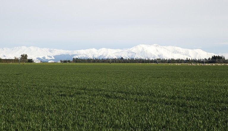 Cereals Canterbury