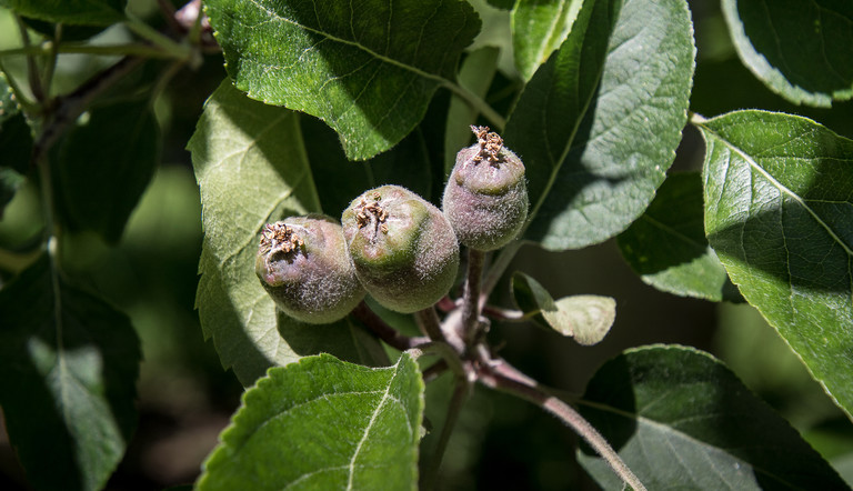 Fruitlets
