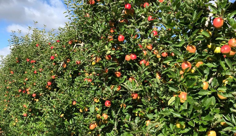 Jazz apple orchard