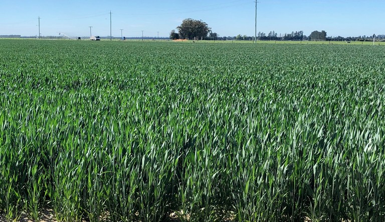 Wheat T2 Canterbury