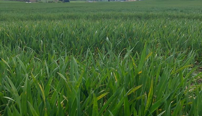 Wheat in Southland