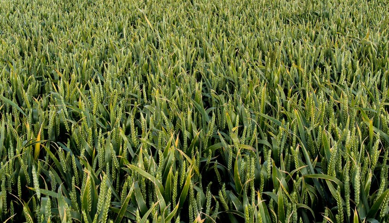 NZ Cereal trials