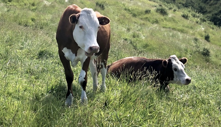 Cows in pasture