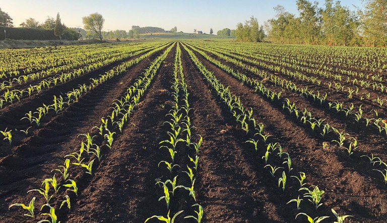 Maize waikato