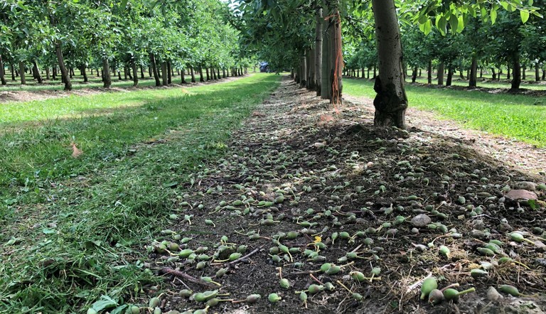 Successful fruitlet thinning using Brevis in Jazz Apples