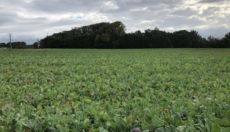 Forage brassica Manawatu 