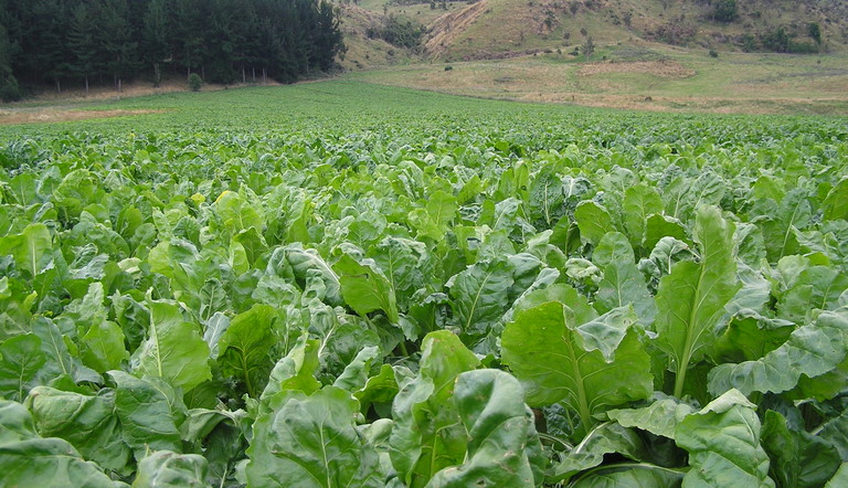 Fodder Beet 