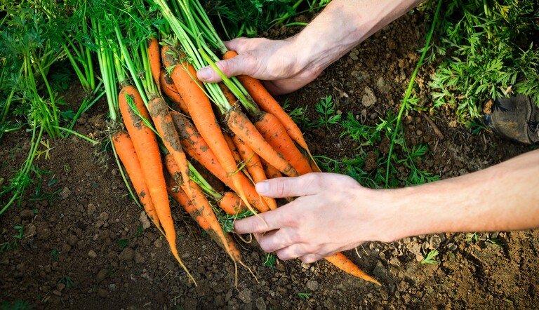 Carrots Up Close