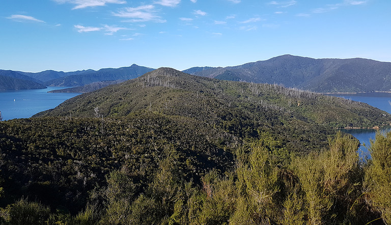 View over Blackwood Bay in the Marlborough Sounds