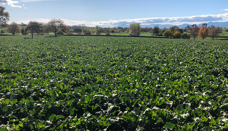 Sugar beet paddock