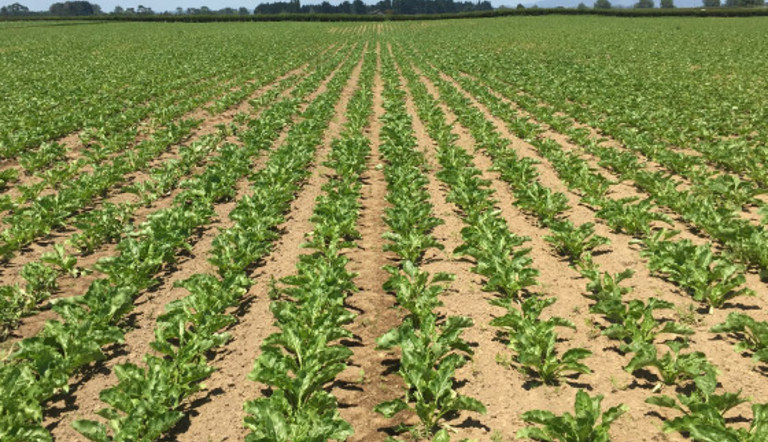 Weed free fodder beet