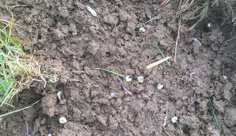 Grass grub infected paddock