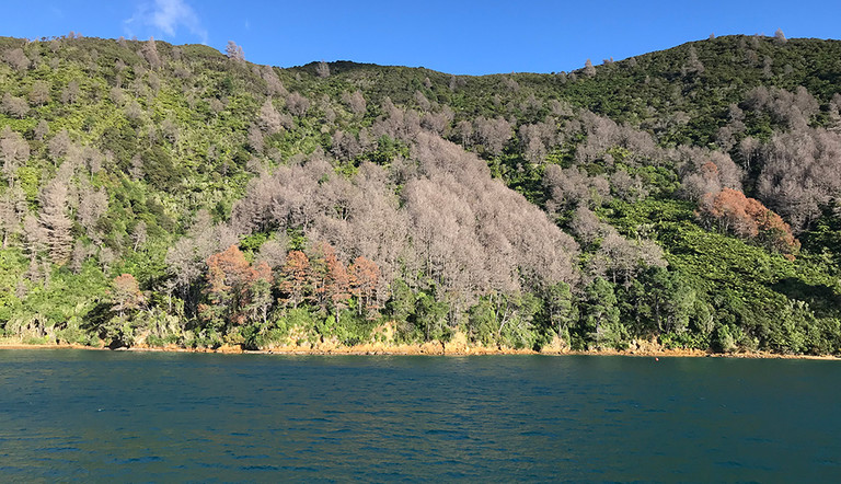 Marlborough Sounds Restoration Project