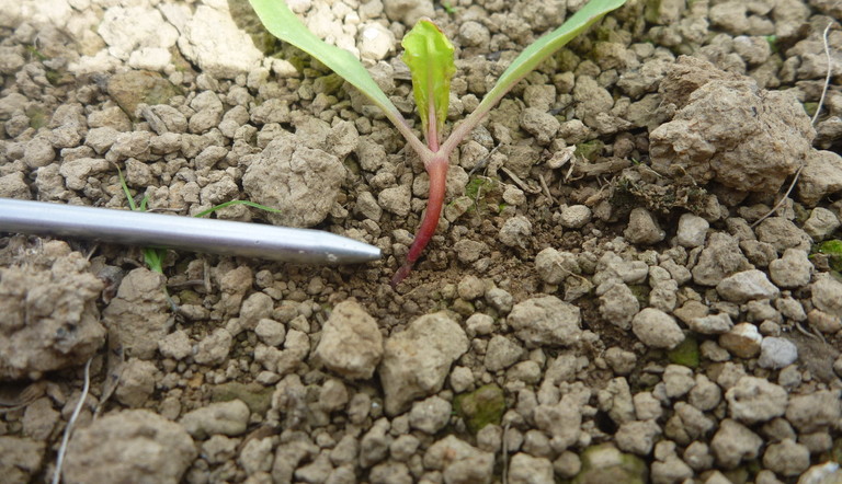 Nysius damaged beet seedling