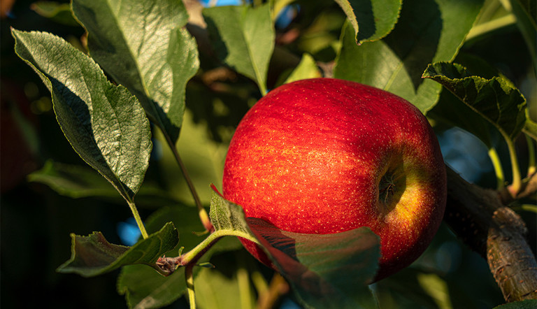 New Zealand apple