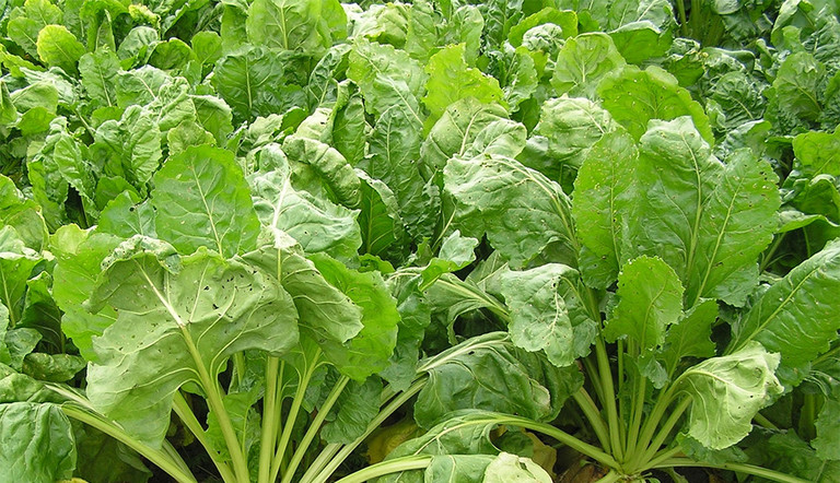 Healthy fodder beet