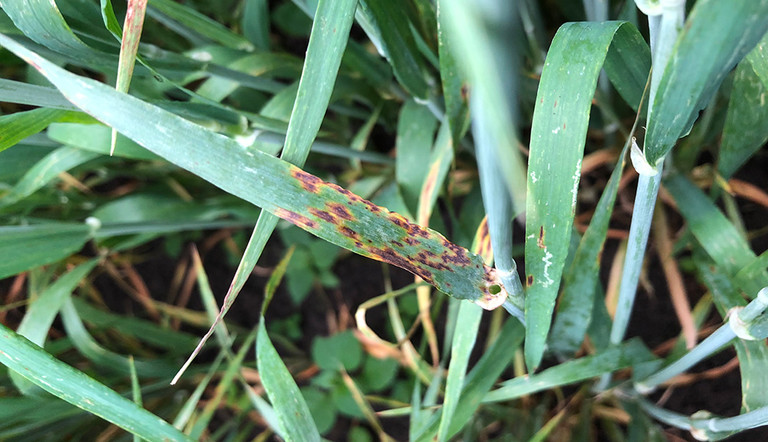 Ramularia infected barley