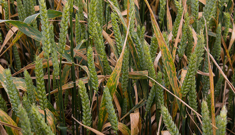 Septoria infected wheat