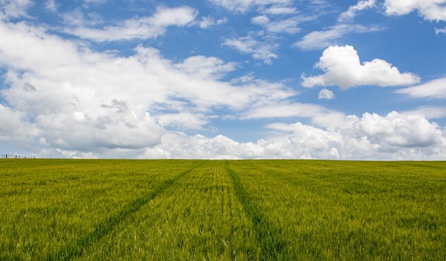 Barley