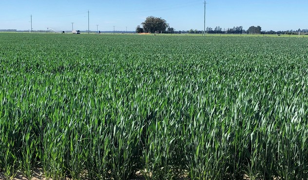 Wheat T2 Canterbury