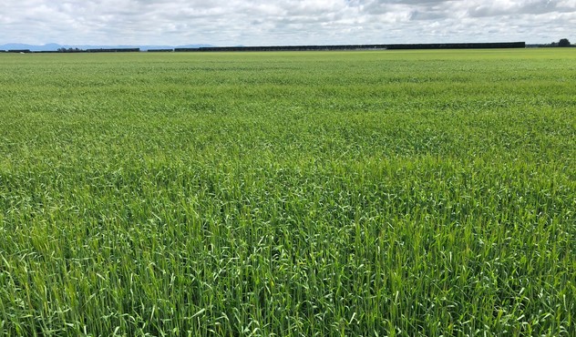 Barley Canterbury