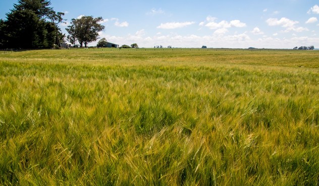 NZ cereal trials NZ cereal trials