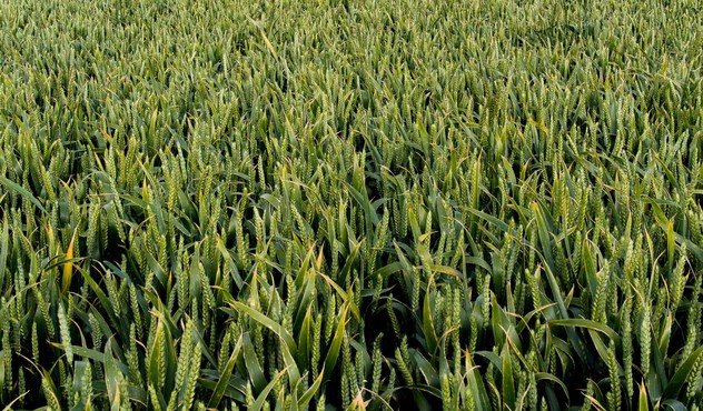NZ Cereal trials NZ Cereal trials