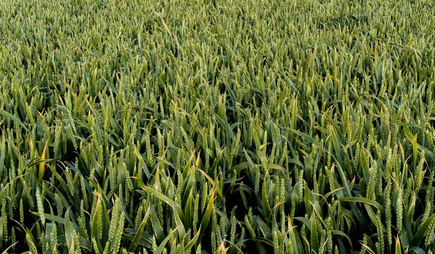 NZ Cereal trials