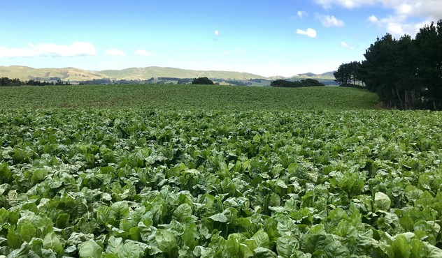 Fodder beet Fodder beet