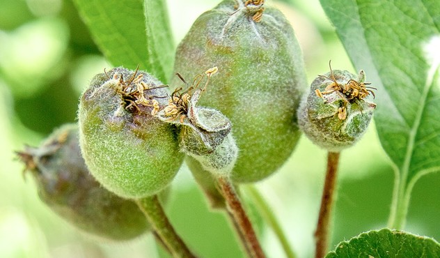 Fruitlets Fruitlets