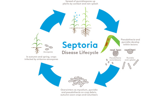 Septoria lifecycle Septoria lifecycle