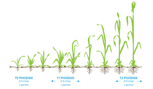 Application timings for PHOENIX in wheat