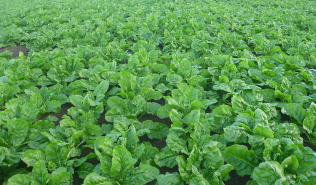 Healthy fodder beet