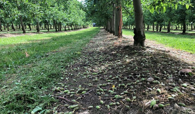 Successful fruitlet thinning using Brevis in Jazz Apples