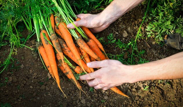 Carrots Up Close