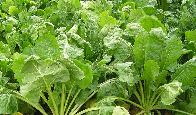 Healthy fodder beet