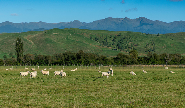 Pasture grazing sheep
