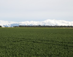 Cereals Canterbury