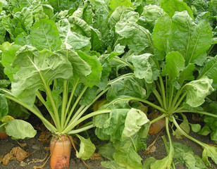 Fodder beet