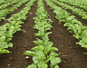 Beet