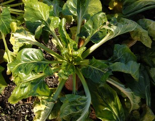 Healthy beet