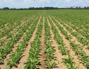 Weed free fodder beet