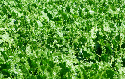 Healthy fodder beet