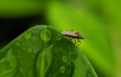 Powerful Nysius and cutworm control in beet with MAVRIK