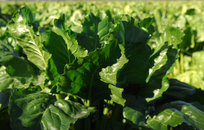 Fodder beet